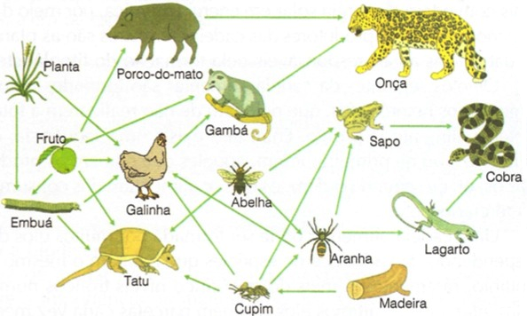 O planeta Terra e suas interações